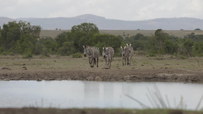 The zebra walk together towards the water