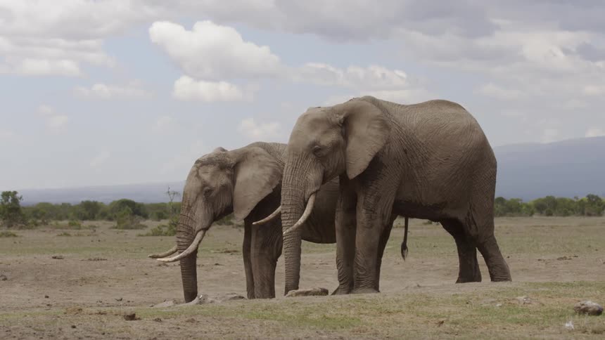 Two elephants graze in a field