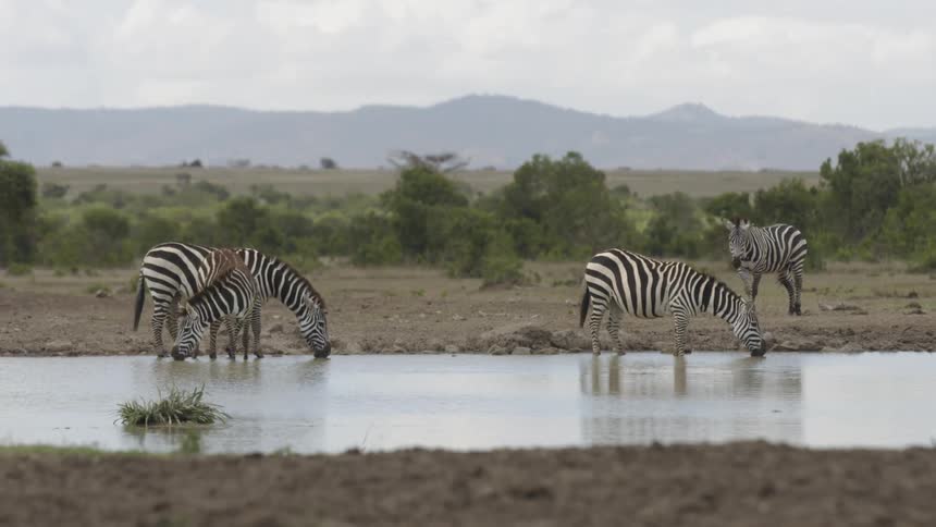 The zebras are drinking water in the pond