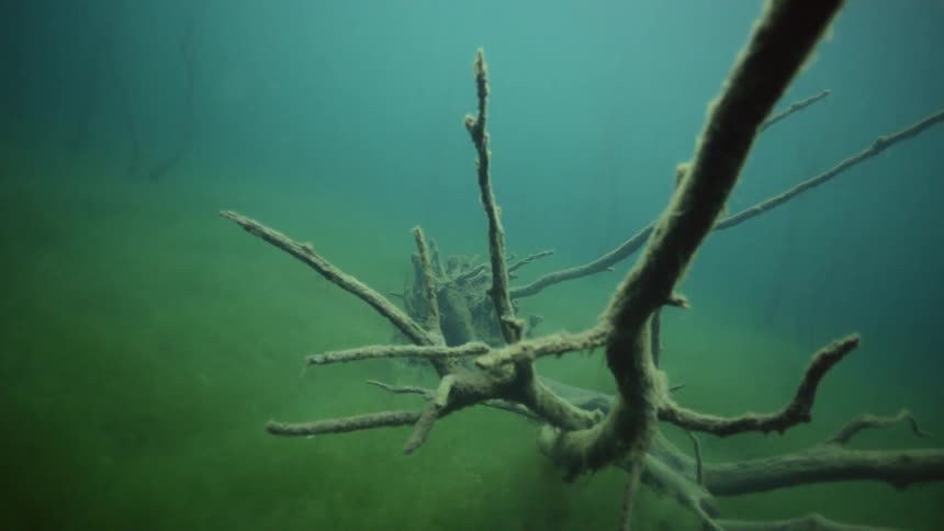 Bare branches sit surrounded by the mist