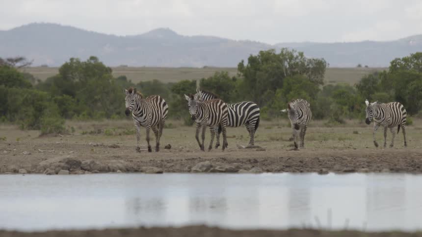 Many zebras walk towards a pond under a cloudy sky