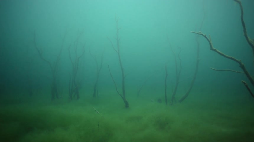 Seaweed grows in deep water