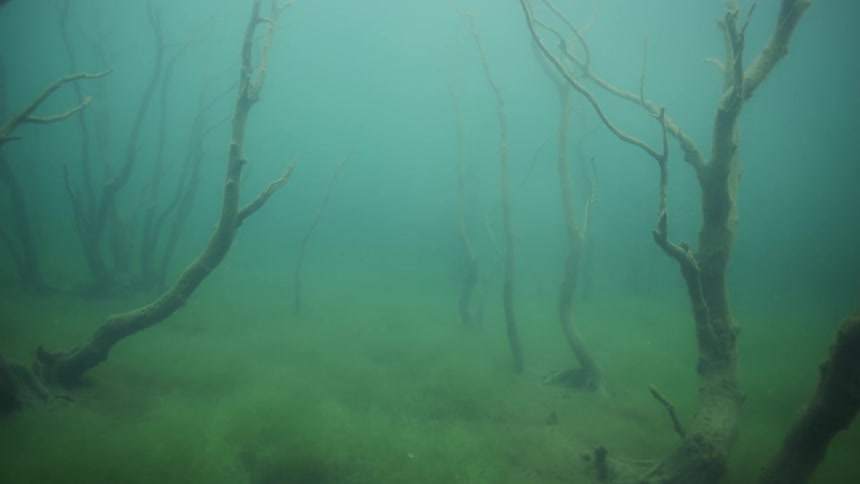 Seaweed grows in deep water
