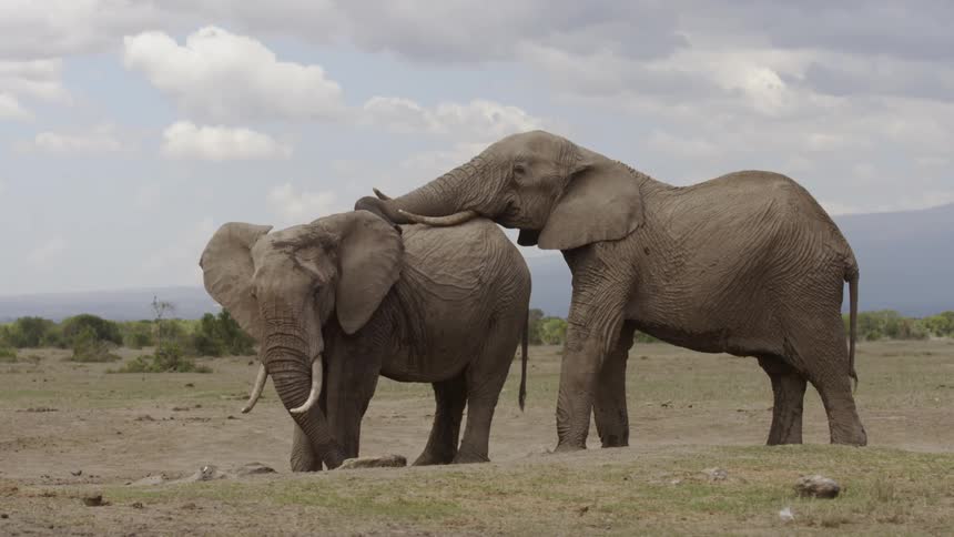 An elephant rubs another's back on the field