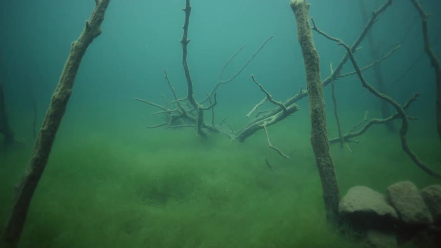 Seaweed covers the ocean floor