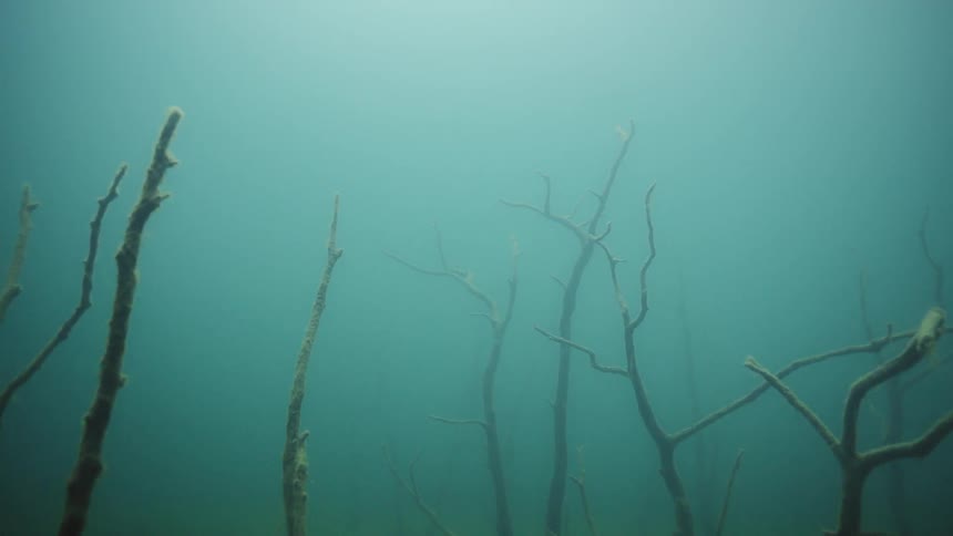 Algae covered branches underwater