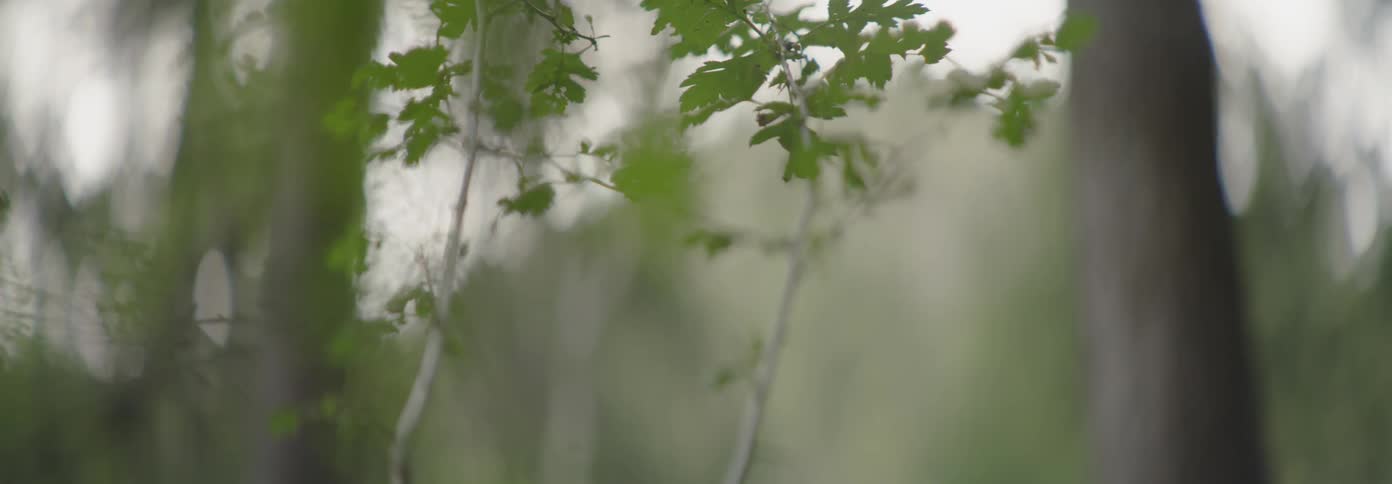 Trees in the forest