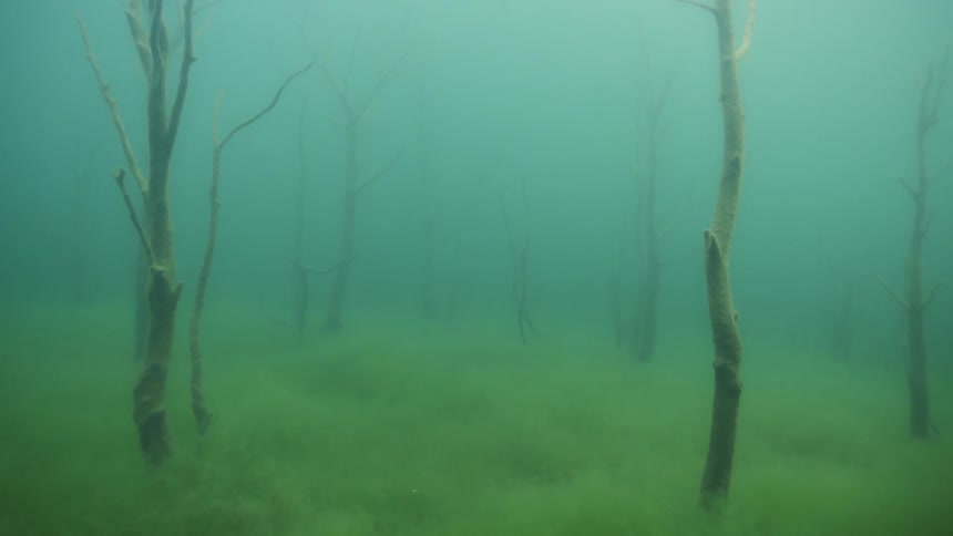 Algae covered branches in murky water