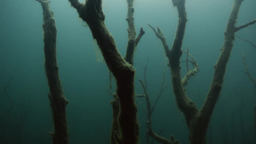 There are branches floating around underwater