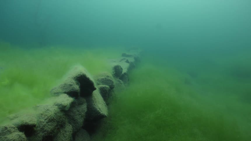 Algae waves under murky water