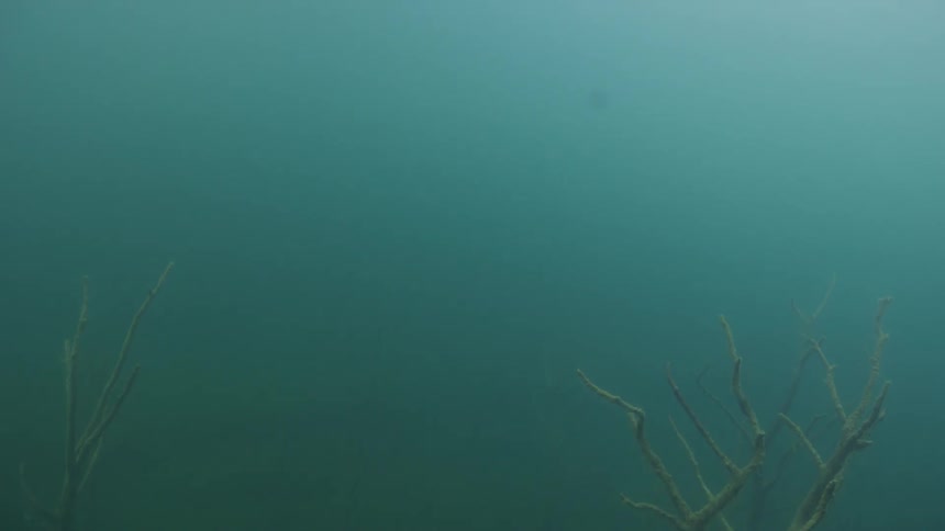 The foggy water is filled with branches