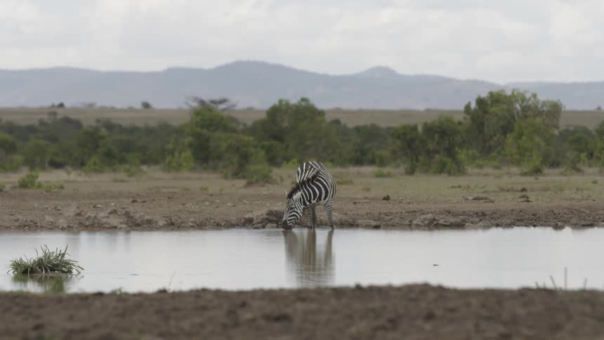 The zebra is drinking from the pond