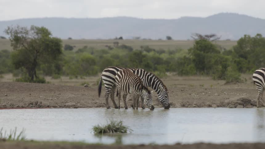 Three zebras drink from a small pond as another zebra stands nearby