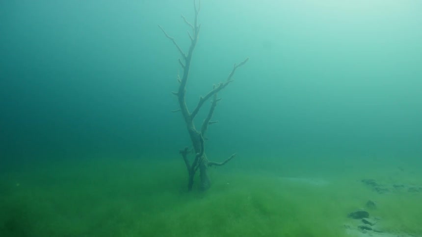 Bare tree sits in the mist