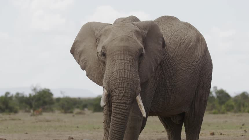 An elephant stands in a field