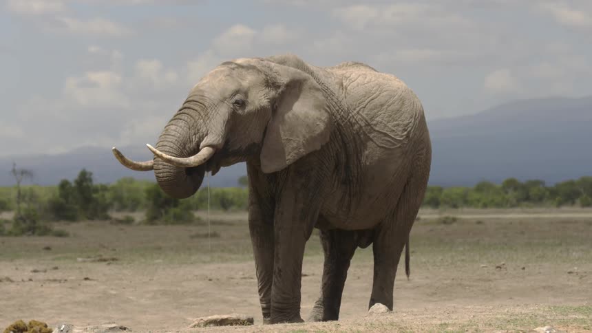A large elephant eats some food on the field
