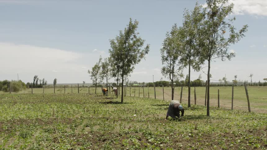 People hoe and farm fields by hand on a sunny day