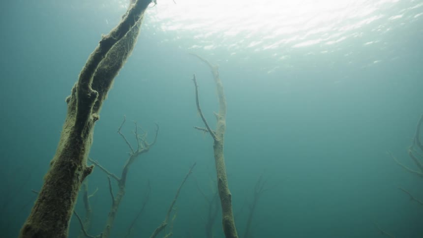 Underwater branches reach for the surface