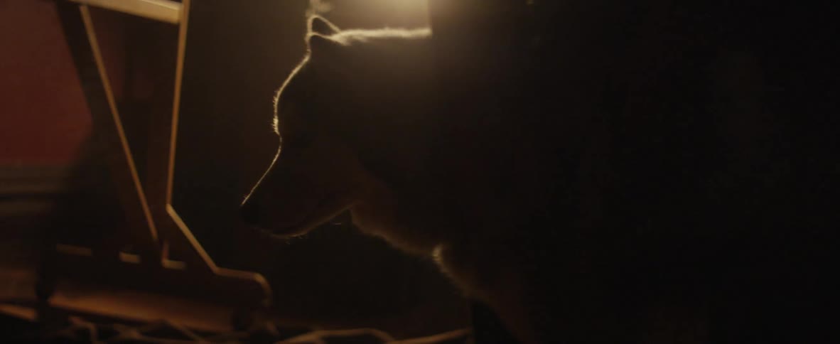 A person petting a dog
