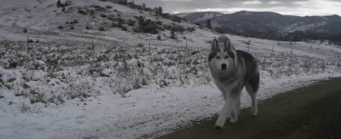 Large dog walking down a snowy trail