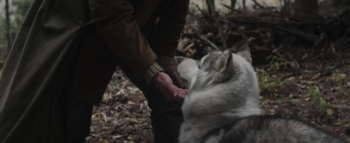 Man kneeling down to feed a dog
