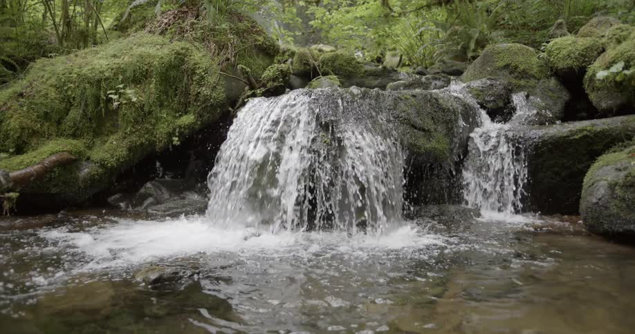 A stream flows over rocks in a lush forest