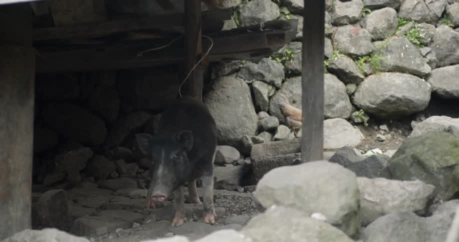 Pig and chicken stand outside near rocks