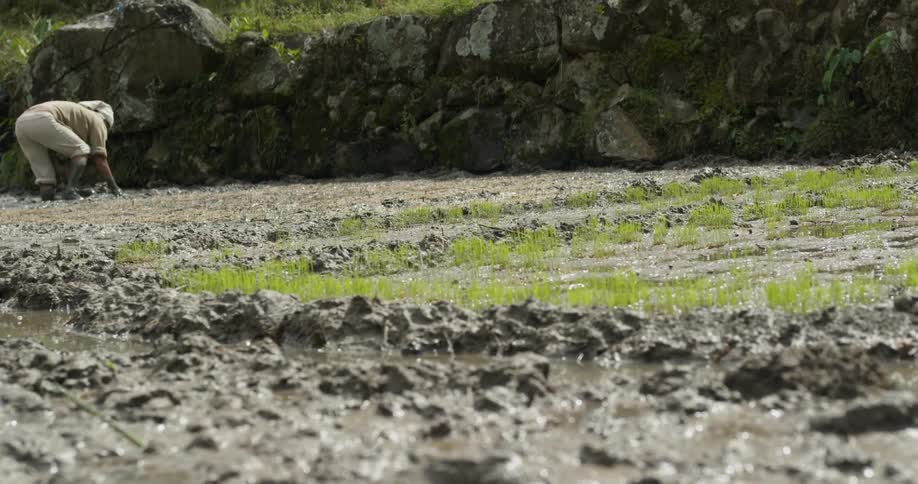 A farmer works in a muddy flooded field