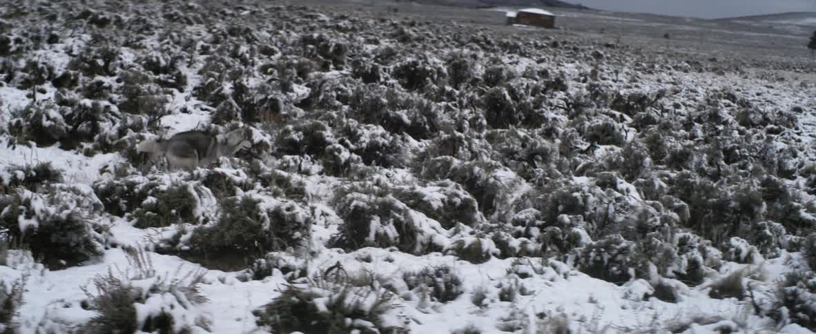 A dog running through shrubs and snow