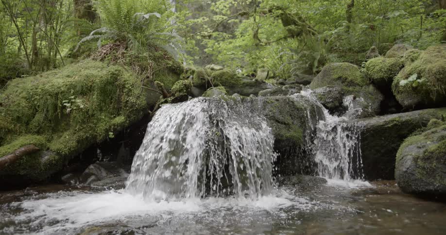 A stream flows over rocks in a teeming forest