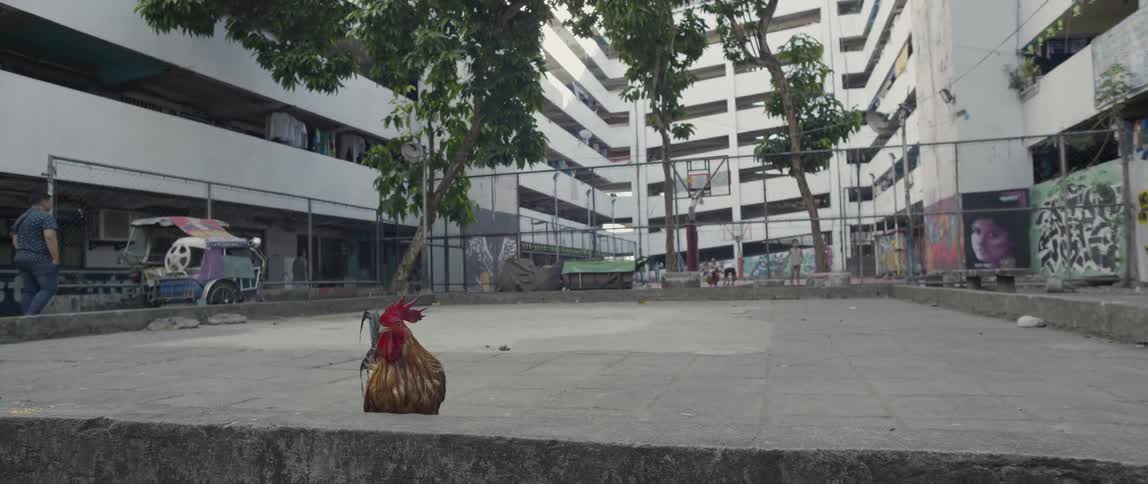 A rooster stands on an outdoor basketball court