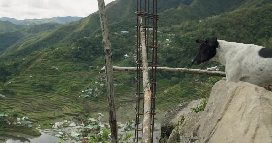 The dog looks out over the mountain range