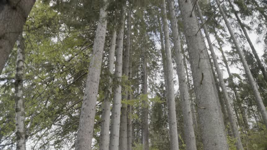 Trees grow in a forest