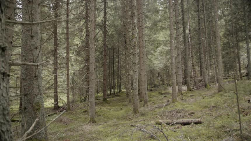 Trees stand in a forest