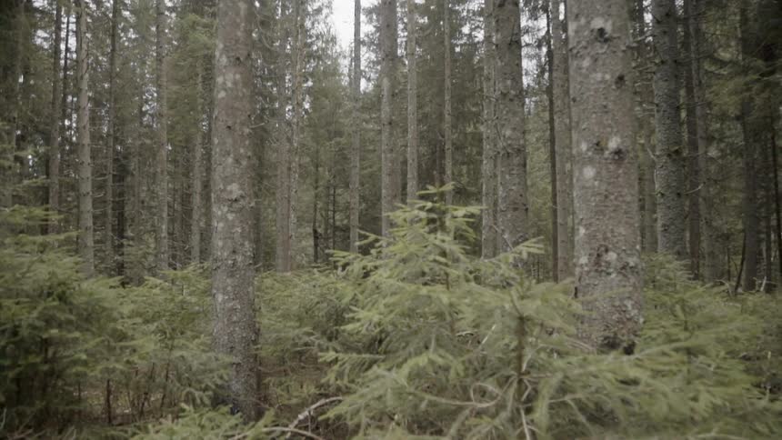Trees cover the landscape in the forest