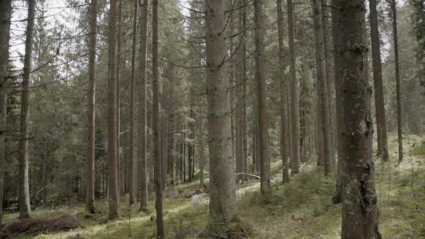 Tall trees in shady forest