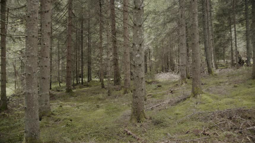 Trees grow in a forest