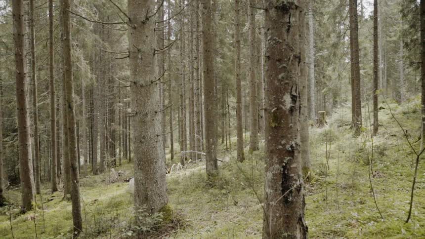 Trees cover the landscape