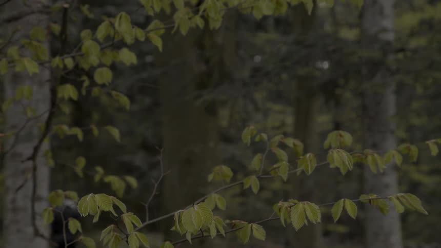 Green leaves hang from the branches of trees in the forest