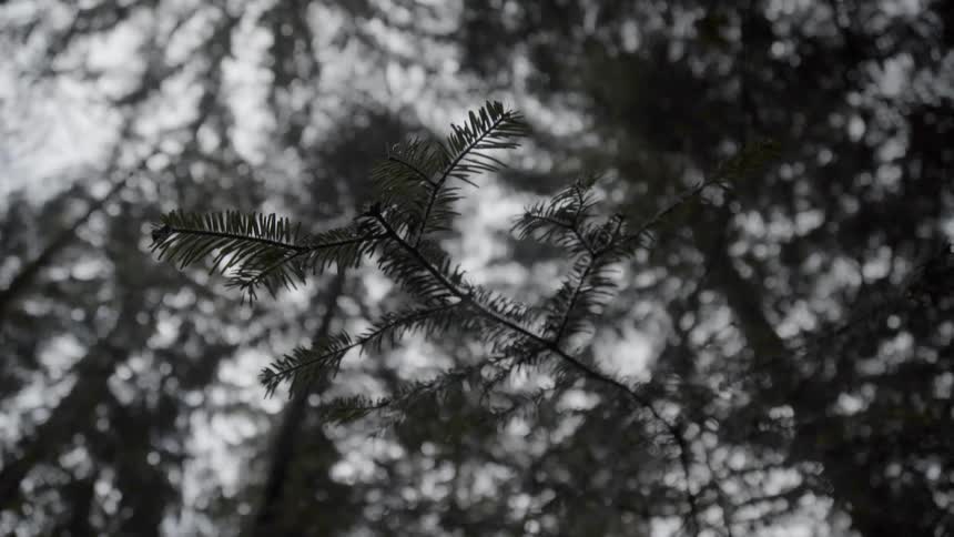 Many pine trees in a forest on a cloudy day