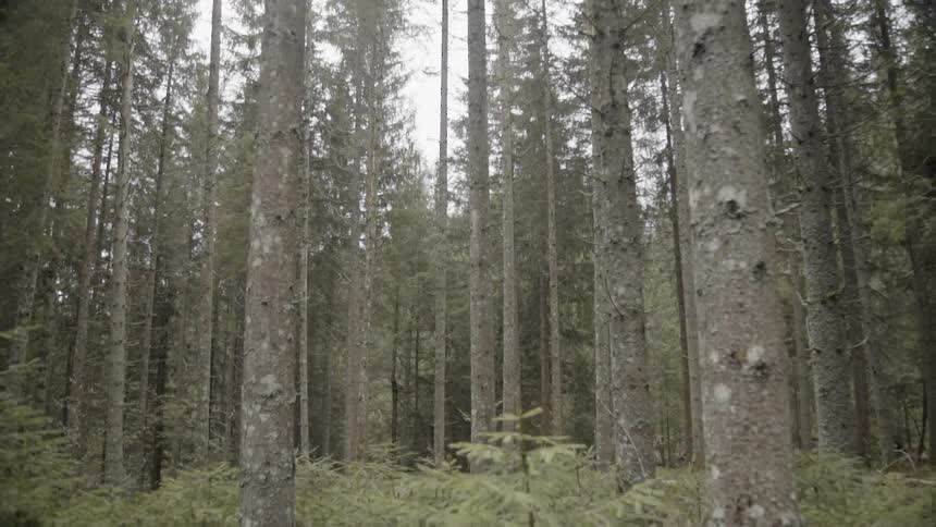 Trees stand in a forest