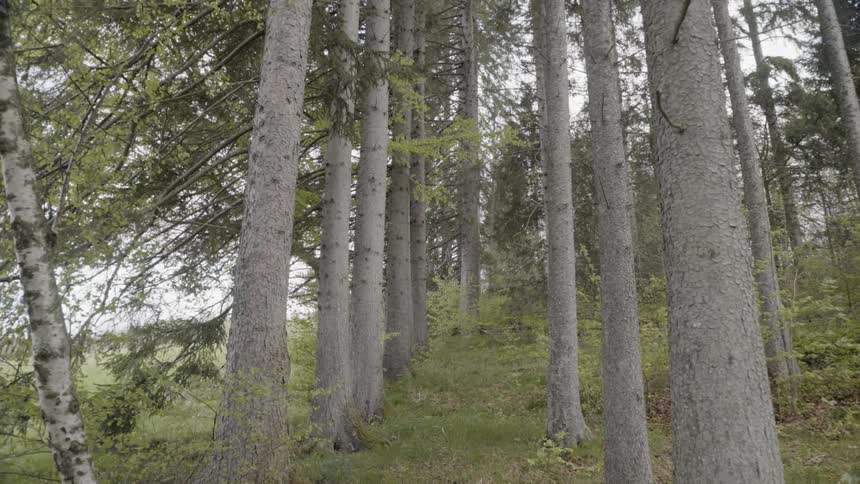 Many large trees in two rows
