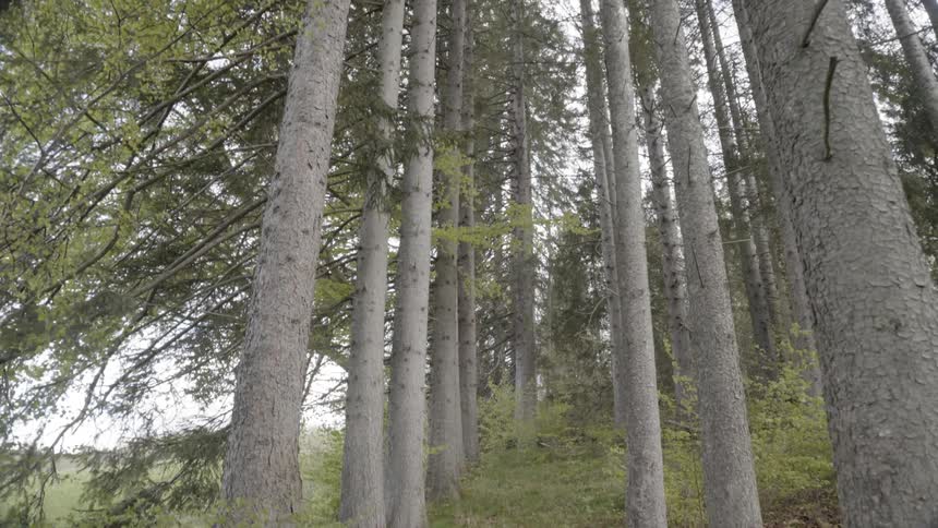Many tall trees on a grassy hilly