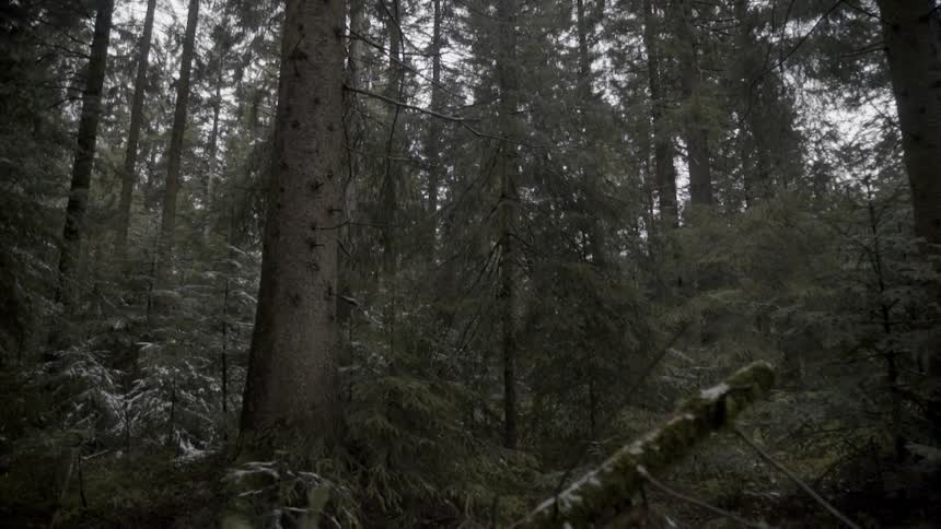 Tall trees tower in the forest