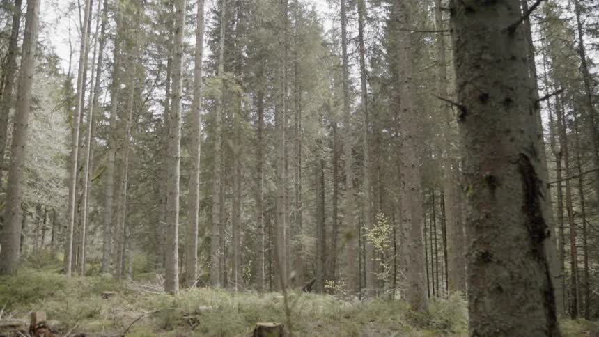 Tall trees in forest