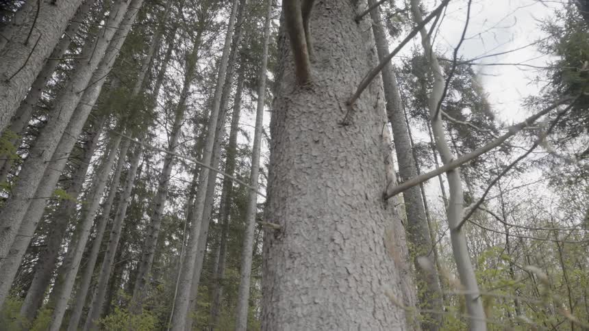 Tall trees cover the landscape