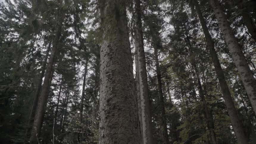 Trees stand in a forest