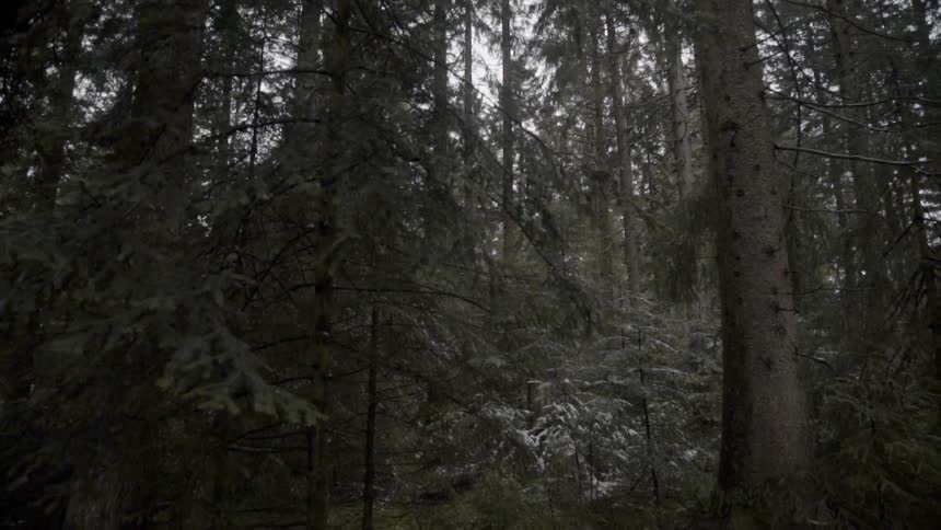 Trees stand in a forest