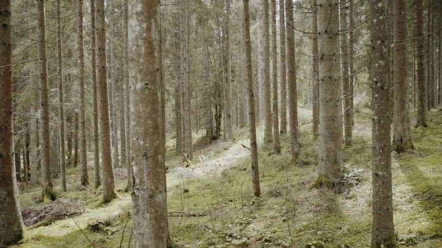 Path through many trees in the woods