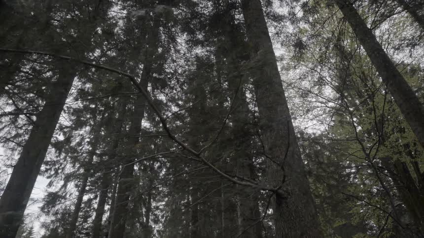 Heavily wooded area on a cloudy day